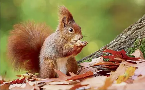  ?? ?? SMALL WONDERS: These small creatures don’t get spotted too often – but what name would you give for a baby red squirrel?