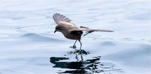  ??  ?? WILSON’S PETREL Scilly pelagic, 12 August