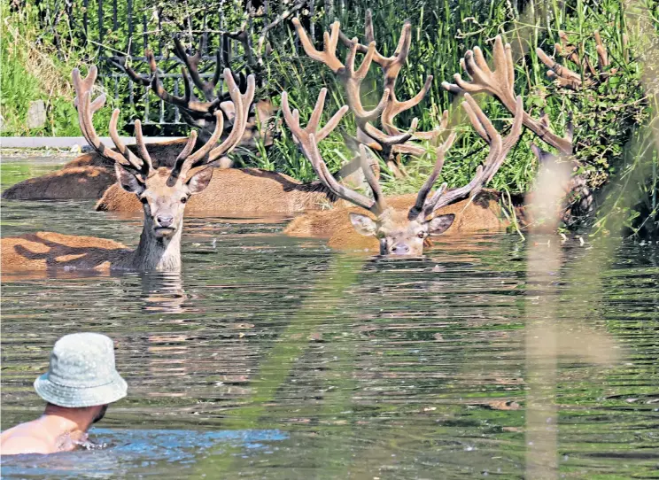  ?? ?? A swimmer shares a dip with red deer in Longford river, at Bushy Park in south-west London, above; Scots cool off at Gourock Outdoor Pool, a salt-water lido in Inverclyde, second left; a car catches fire after overheatin­g on the M56 between Altrincham and Manchester, left