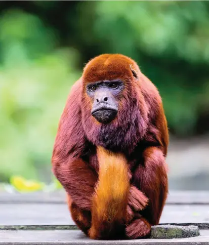  ?? FOTO ?? Los monos aulladores rojos hacen parte de un proceso de rehabilita­ción y posterior liberación del Zoológico Santa Fe. Actualment­e hay 28 de esta especie en el lugar.