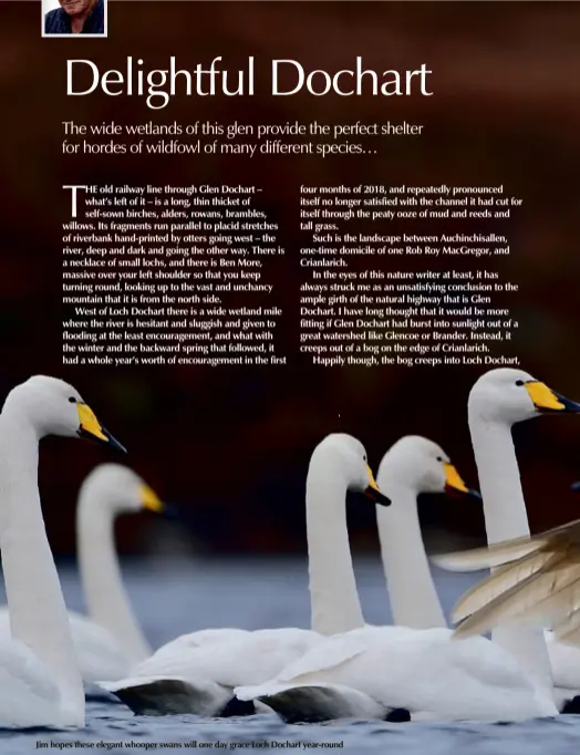  ??  ?? Jim hopes these elegant whooper swans will one day grace Loch Dochart year-round