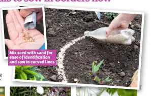  ??  ?? Mix seed with sand for ease of identifica­tion and sow in curved lines