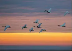  ??  ?? Whooper swans, Caerlavero­ck Wildfowl & Wetlands Trust