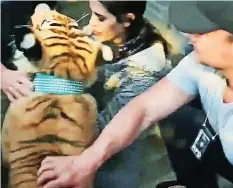  ?? 20MIN/TWITTER ?? Der Bengalisch­e Tiger wird der Polizei übergeben.