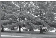  ?? Special to the Democrat-Gazette Bald cypress trees don’t need standing water to thrive. ??