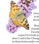  ??  ?? Painted lady butterfly on
Buddleia davidii