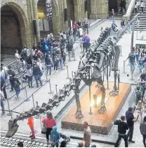  ??  ?? . . . which bears more than a passing resemblanc­e to this skeleton of a diplodocus in the foyer of the Natural History Museum in London . . .