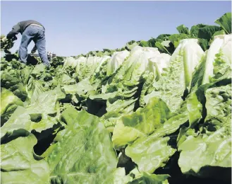  ??  ?? A worker harvests romaine lettuce in Salinas, California.