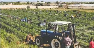  ?? MOHAMMED ABED/AFP VIA GETTY IMAGES ?? Farmers pick watermelon­s in Beit Lahia in the northern Gaza Strip, near the border with Israel. Watermelon emojis have become a stand-in for the Palestinia­n flag online.