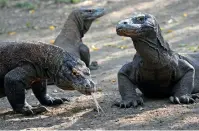  ?? — AFP ?? East Nusa Tenggara province Governor Viktor Bungtilu Laiskodat says only people with money should be allowed too visit the Komodo National Park.