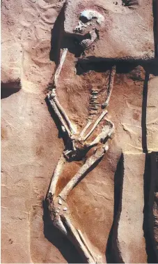  ??  ?? The skeleton of “Mungo Man”, an early hominid human.