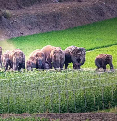  ?? (Photo/IC Photo) ?? Wild Asian elephants wandering in the fields, Eshan County, Yunnan, on May 26, 2021.