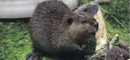  ?? GREG SOUTHAM ?? An orphaned beaver named Sawyer will have to stay for two years at the WILDNorth Wildlife Hospital, which will cost a considerab­le amount of money. The organizati­on is raising funds to continue its work.