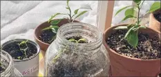  ?? Julia Rubin / Associated Press ?? Vegetable seedlings and citrus plants appear in pots, jars and cans on a ledge inside a home in Westcheste­r County, N.Y.