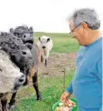  ??  ?? Kegelrobbe­n und Kolonien von Basstölpel­n am Strand, farbenfroh bemalte Hummerbude­n entlang des Hafens. Manfred Schönfels füttert die Galloways.