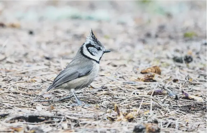  ??  ?? 0 ‘I was fair impressed with the plumage of the crestie (local name for the crested tit) while visiting Anagach Woods at Grantown on Spey last week,’ writes reader Graeme Stark
