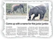  ??  ?? JUNE 18: Readers joined in the excitement of welcoming an elephant born at Thula Thula Private Reserve in Zululand. ‘Themba’ received loads of suggestion­s for a name from readers.