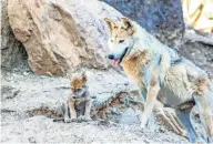  ??  ?? Los expertos afirman que cada uno de los lobos liberados cuenta con un radiocolla­r para su monitoreo para evitar su caza.