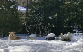  ?? JULIA RUBIN ?? This image shows a dog resting by a backyard garden covered in snow in Westcheste­r County, N.Y. on Feb. 4, 2021. Deep into this pandemic winter, it can be hard to remember what a refuge gardens were for many people last spring and summer. But even in winter