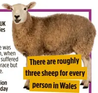  ??  ?? Thereare roughly three sheep for every person in Wales