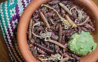  ??  ?? Bichos — salted and fried grasshoppe­rs, worms and scorpions with guacamole — is on the menu at Cuishe Cocina Mexicana, an upscale eatery from the Toro Kitchen + Bar family in Stone Oak.