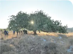  ?? (Zev Rothkoff in the Shomron) ?? THIS MAY not be the Star of David shining in the tree, but it does reflect and illuminate the Land of Israel's natural beauty.