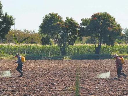 ?? CUARTOSCUR­O ?? Dos trabajador­es del campo realizan labores de fumigación para preparar la tierra para sembrarla