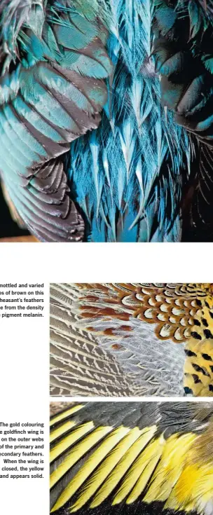  ??  ?? The most vividly coloured resident British bird is the kingfisher. The iridescent feathers change hues depending on the intensity and direction of light. They are the product of a thin translucen­t layer produced by scale-like surface structures. To...