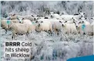  ?? Cold hits sheep in Wicklow ??