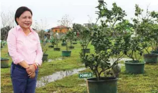  ??  ?? Senator Cynthia Villar poses beside a potted fruiting pummelo at the Villar Sipag Urban Farm School at Molino Dam in Las Piñas City, which is very accessible in Metro Manila.