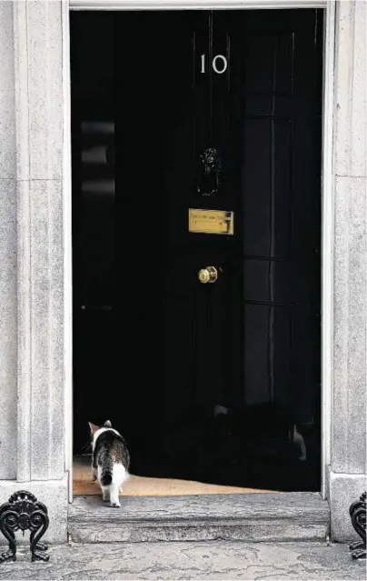  ??  ?? FELINE FINE: Despite a beating at the ballot box for the Tories, Larry the cat is unperturbe­d at No 10