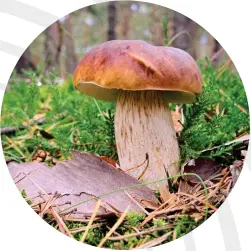  ?? Foto: moStphotoS ?? Stensopp eller karjohanss­vamp – Boletus edulis.