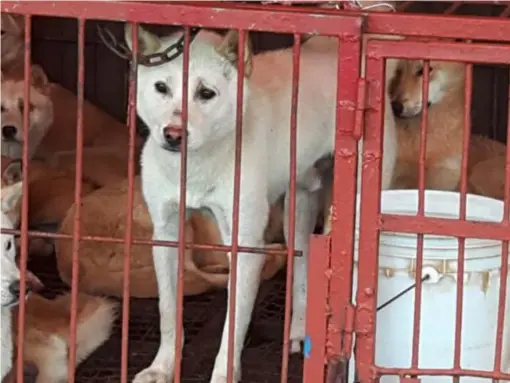  ??  ?? There are still an estimated 17,000 dog meat farms in South Korea, activists claim