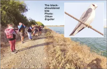  ?? Olkan Ergüler ?? The blackshoul­dered kite Photo: