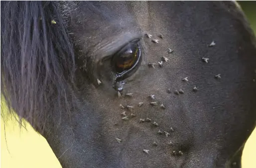  ??  ?? face flies feed on the moisture around a horse’s eyes and nose.