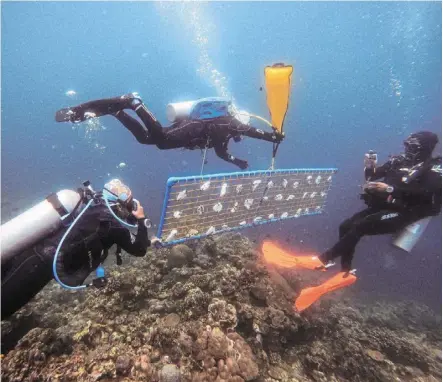  ?? — reuters ?? Aquatic relief: divers transporti­ng a frame for an underwater coral nursery in Bauan, Batangas province, philippine­s.