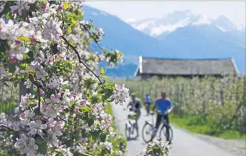  ?? [ Vinschgau/Heidi Inge Hintereck, MGM/Frieder Blickle] ?? Der erste Blickfang hinter dem Reschen: Der aus dem Stausee ragende Kirchturm. Viele Etappen führen durch die Apfelgärte­n der Südtiroler Obstbauern, immer im Hintergrun­d: die Berge.