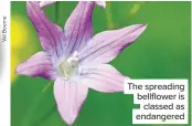  ??  ?? The spreading bellflower is classed as endangered