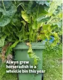  ??  ?? Alwyn grew horseradis­h in a wheelie bin this year