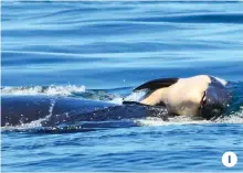  ??  ?? 1 1. The 20-yearold whale, also known as Tahlequah, is an important member of the critically endangered southern resident orca population ( AP ) Photo from independen­t.co.uk