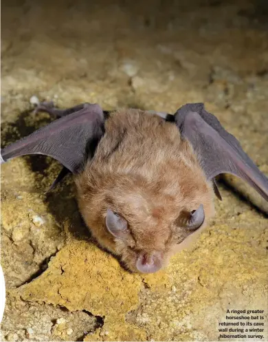  ??  ?? A ringed greater horseshoe bat is returned to its cave wall during a winter hibernatio­n survey.