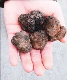  ??  ?? In one 15-minute outing, Liza the dog found five black truffles.