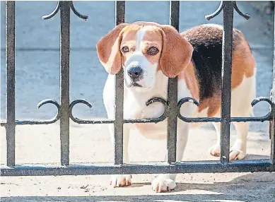  ??  ?? PREVENCIÓN. Repare las bardas, rejas o espacios por donde el animal tenga riesgo de escapar.