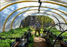  ?? Post-Gazette ?? Bob Madden works on seedlings in April 2014 at Garden Dreams Urban Farm and Nursery in Wilkinsbur­g.