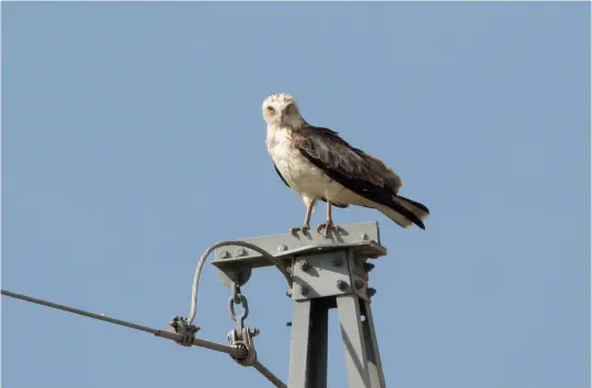  ?? ?? FOURTEEN: Short-toed Eagle (La Janda, Spain, 23 September 2015). This bird is somewhat reminiscen­t of a very pale Common Buzzard, but note the lack of brown in the malar region and the complete lack of any brown in the breast-sides or flanks. Also striking is a rather large-headed, broad-faced, almost owl-like appearance – a key feature of Short-toed Eagle. Dimensions cannot be judged here, but in life the very large size of this bird would almost certainly be apparent.