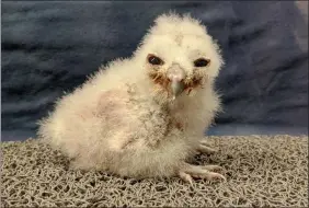  ?? The Canadian Press ?? Chick J is photograph­ed at 11 days old at the Northern Spotted Owl Breeding Program in Langley.