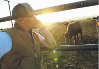  ?? Helen H. Richardson, Denver Post file ?? Left: Clint Buckner checks on his cattle as the sun sets at the Buckner Family Farm in Boulder County in October. “Our product is still in demand,” he says. People are buying plenty of meat at the grocery store, but his farm has lost a lot of customers with the closure of restaurant­s from the coronaviru­s outbreak.