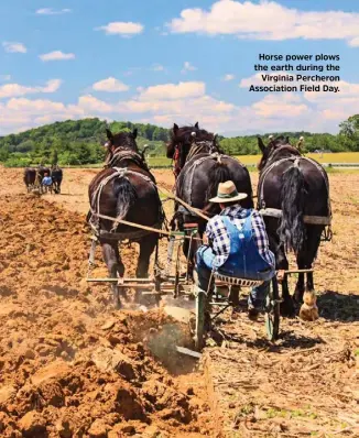  ??  ?? Horse power plows the earth during the Virginia Percheron Associatio­n Field Day.