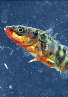 ??  ?? The Three-spined Sticklebac­k is one of our most common wild fishes