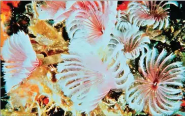  ?? OAR/NATIONAL UNDERSEA RESEARCH PROGRAM ?? Feather duster worms, a type of annelid worm, and tube-dwelling polychaete worms in the Pacific off Hawaii.